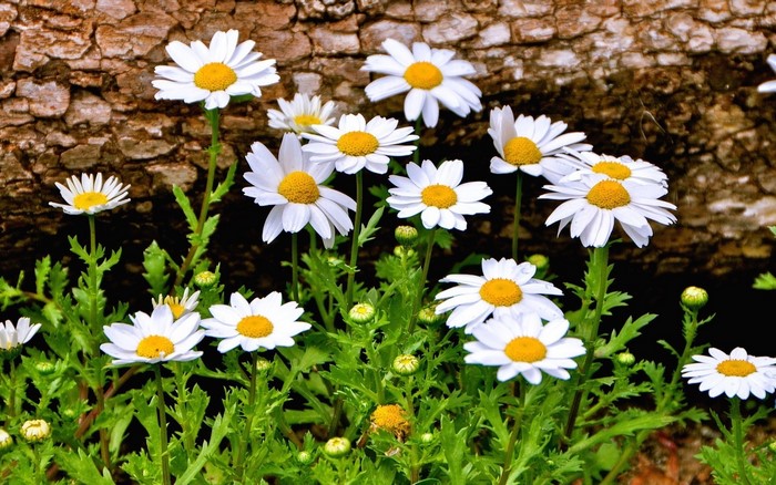 White daisies with yellow centers in front of a tree trunk