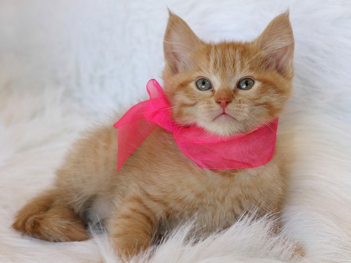 Orange tabby kitten with pink ribbon