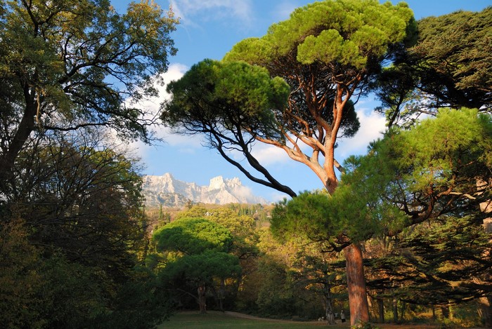 Park with trees and mountains in Ukraine