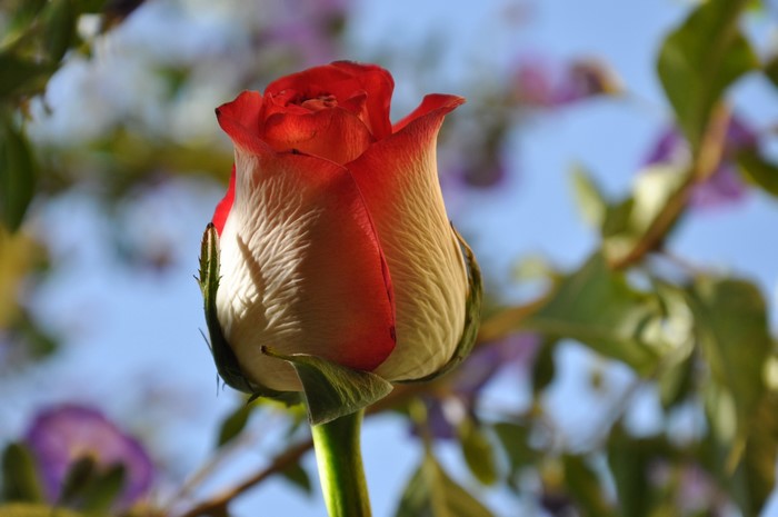Red and white rose bud