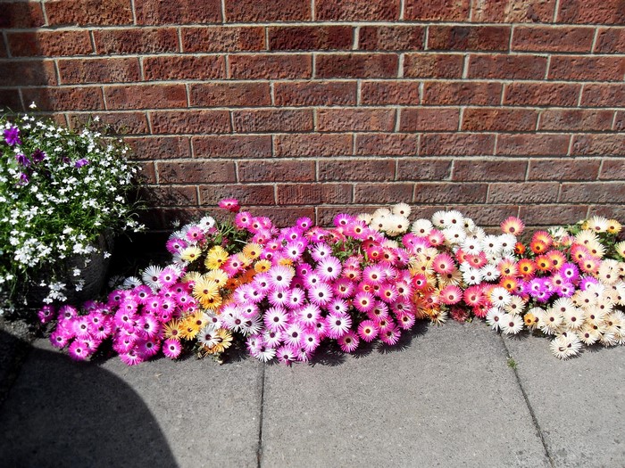 Colorful Mesembryanthemum flowers against a brick wall