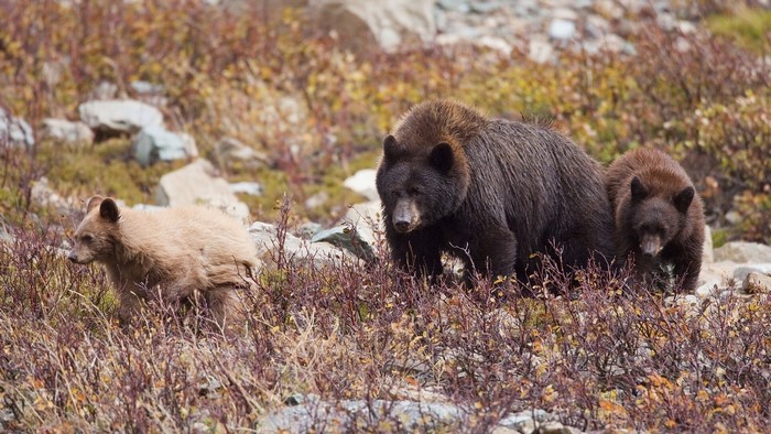 Three bears walking in a rocky, brushy area