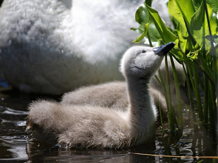 Baby Swan Eating Plants in Water