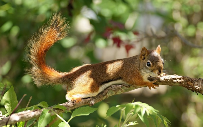 Red squirrel on a tree branch