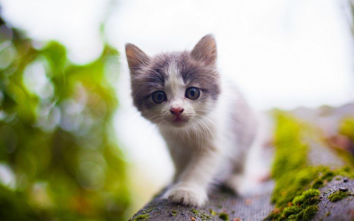 A curious kitten peeks over a mossy surface