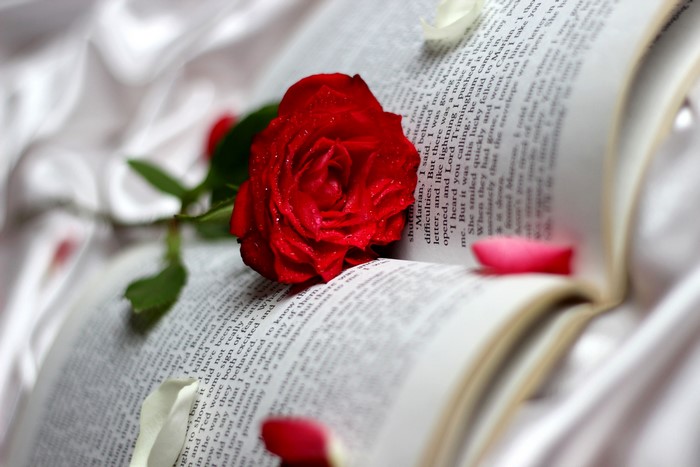 Red Rose on Open Book with Petals