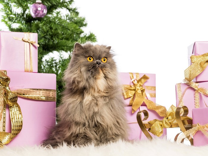 Fluffy Persian cat with Christmas gifts