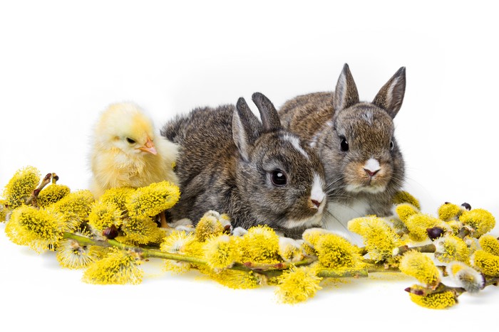 Two Rabbits and a Chick with Pussy Willows