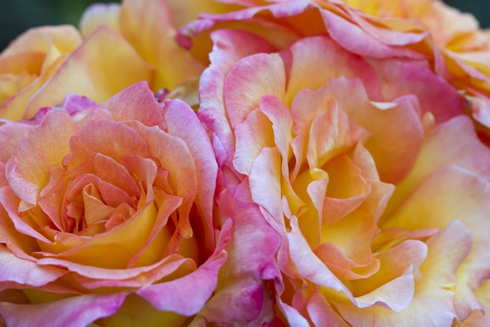 Close-up of yellow and pink roses