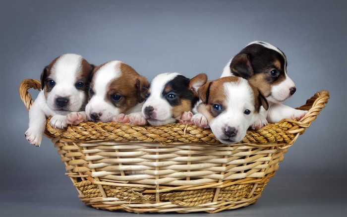 Five Jack Russell Terrier puppies in a wicker basket