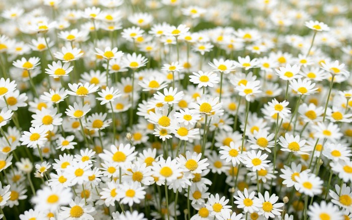 Field of white daisies with yellow centers