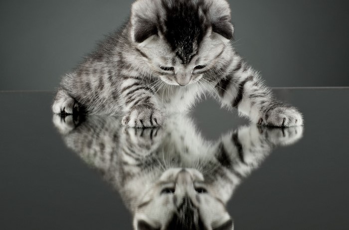A tabby kitten looks at its reflection