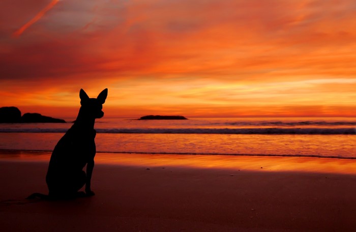 Dog silhouetted on a beach at sunset