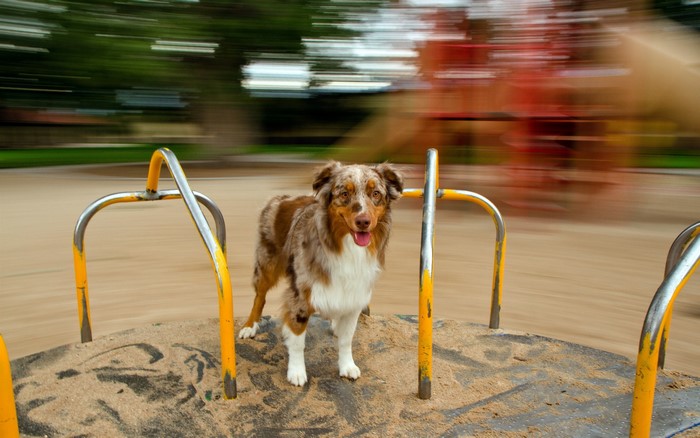 Australian Shepherd dog on a merry-go-round
