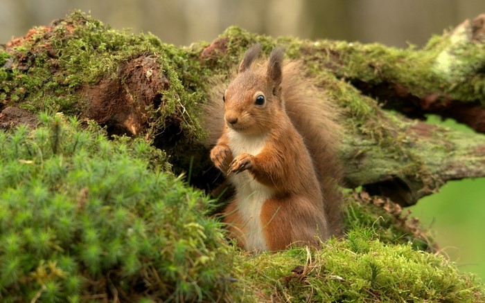 Red squirrel sitting on mossy log