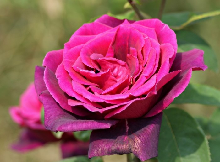 Close-up of a deep pink rose