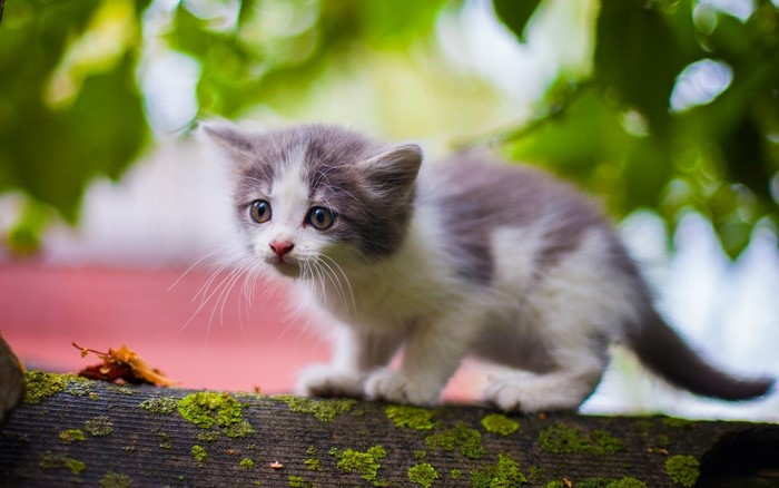A small kitten sits on a mossy wooden surface