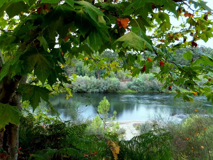 River and foliage in Boucas, Portugal