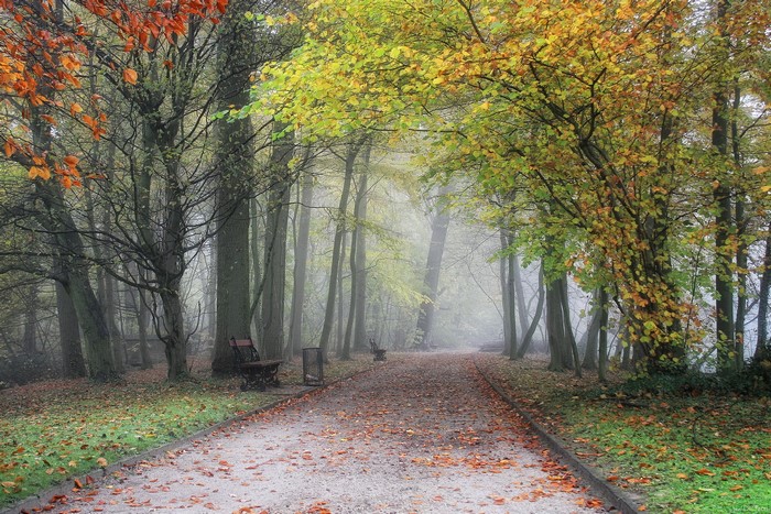 Park path in fog with autumn trees in Meise, Belgium