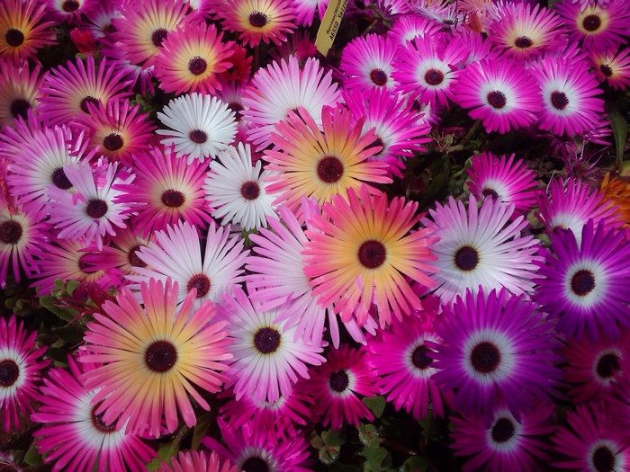 A close-up of many colorful Mesembryanthemum flowers