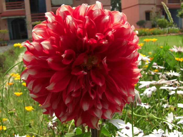 Red and white dahlia flower in a garden