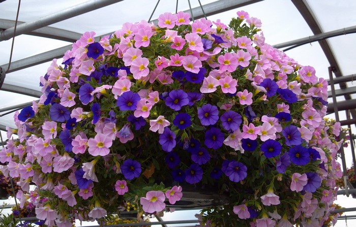 Hanging basket of pink and purple calibrachoa flowers