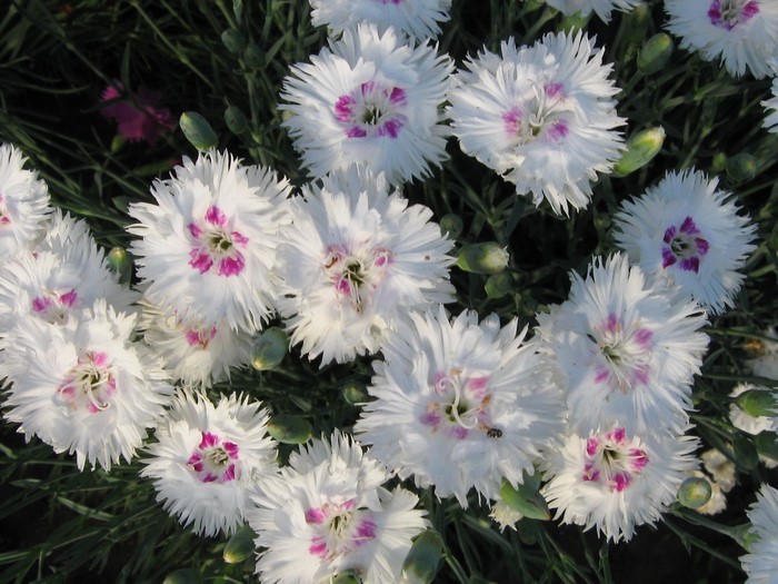 White Carnations with Pink Centers