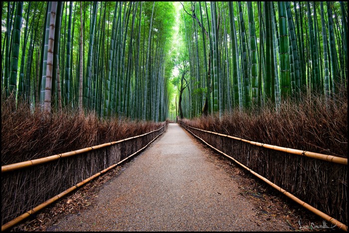 Path through a dense bamboo forest with bamboo fences