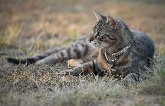 Tabby cat with collar and bell lying on grass