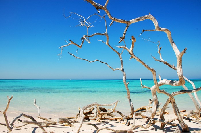 Driftwood on a tropical beach with turquoise water