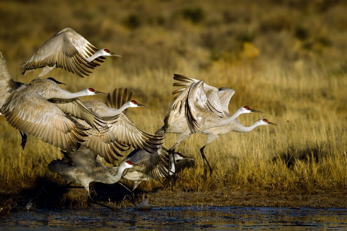 Sandhill Cranes taking flight over water
