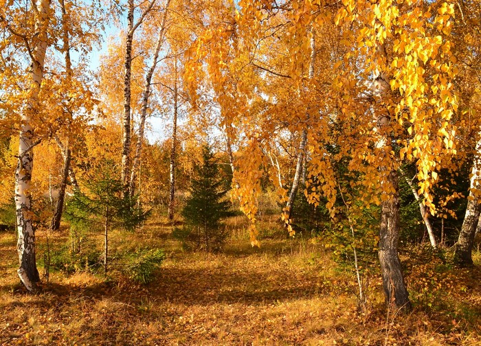 Autumn forest with birch trees and fallen leaves