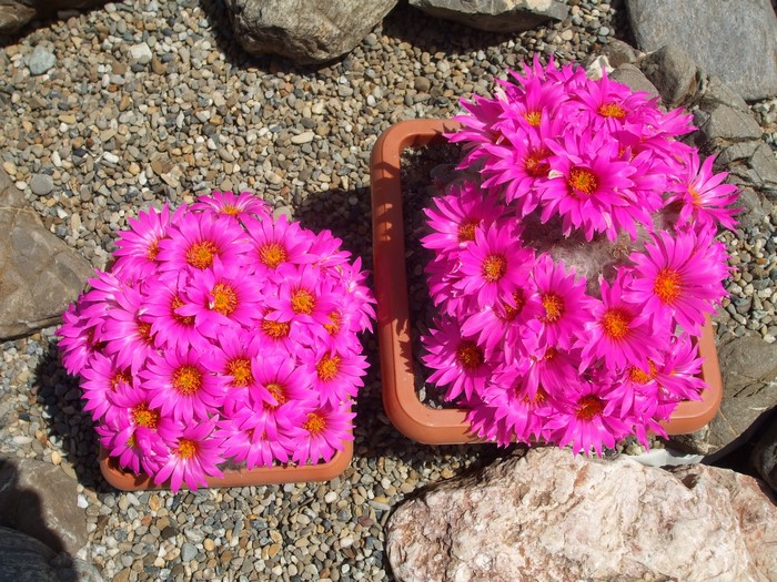 Two potted cacti with bright pink flowers