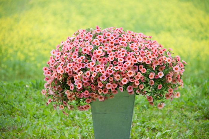 Pink Calibrachoa flowers in a pot