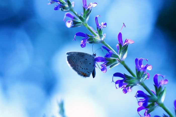 Butterfly on a purple flower
