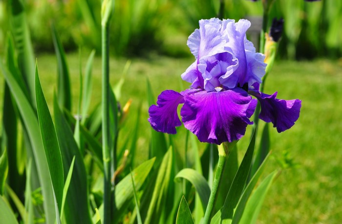 Purple and white iris flower in a garden