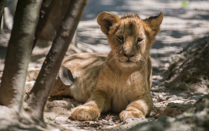 Lion cub lying down in dappled sunlight
