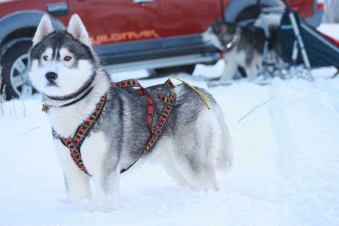 Husky and Alaskan Malamute in Snow