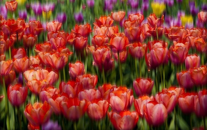 Field of Red and Orange Tulips