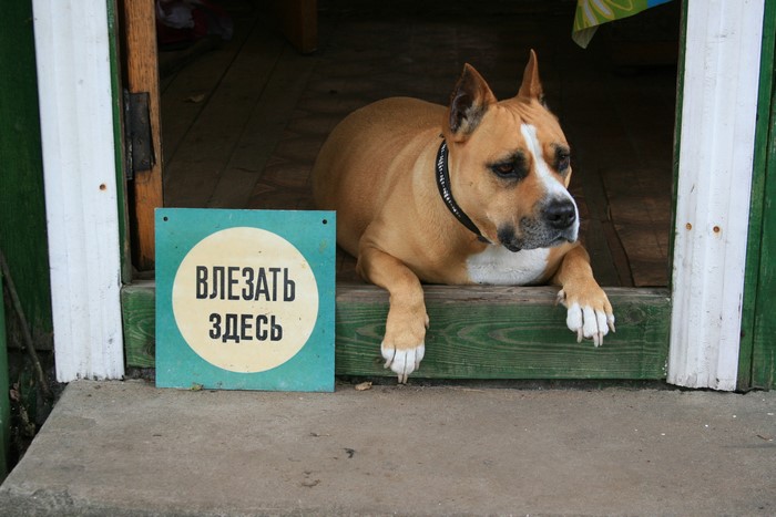 American Staffordshire Terrier by a sign