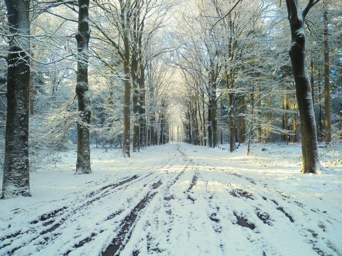Snowy forest path with tire tracks