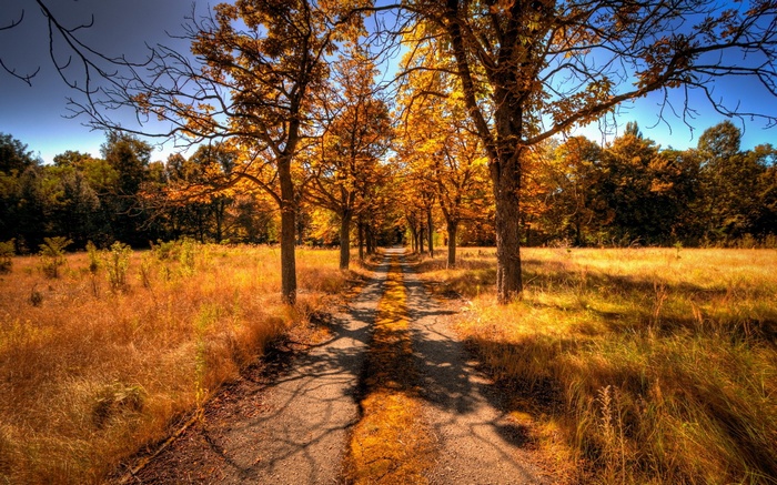 A tree-lined dirt road in autumn