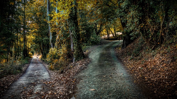 A fork in a forest path in Asturias, Spain