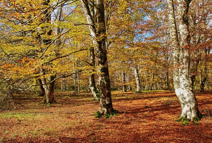 Autumn forest with colorful trees and fallen leaves