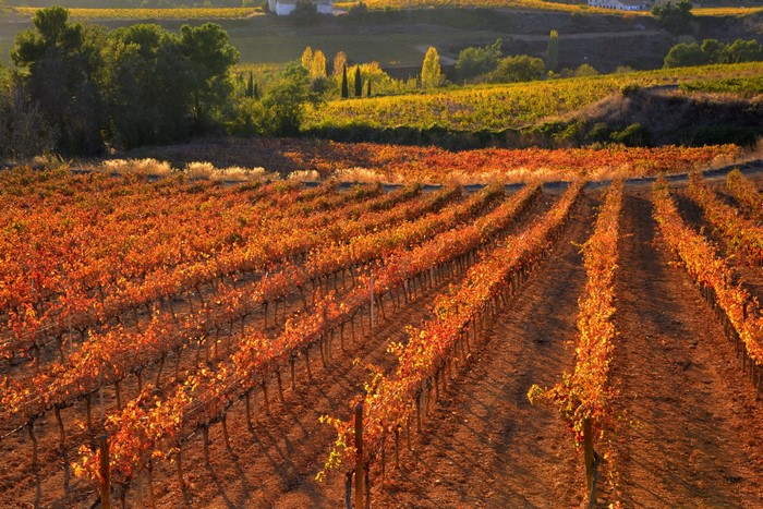 Vineyard in Spain during autumn