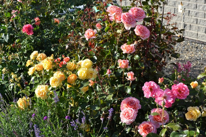 Pink and yellow roses in a garden