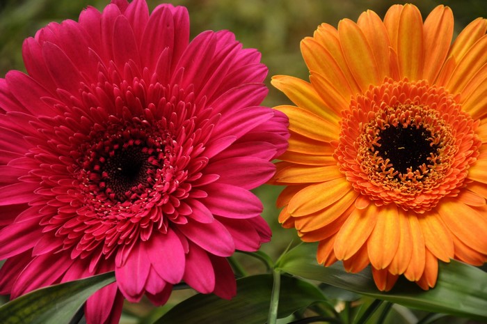 Two Gerbera daisies, one pink and one orange