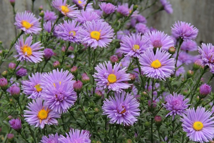 Purple Asters with yellow centers and buds