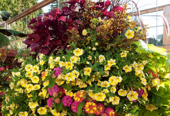 Hanging basket with yellow petunias and burgundy coleus