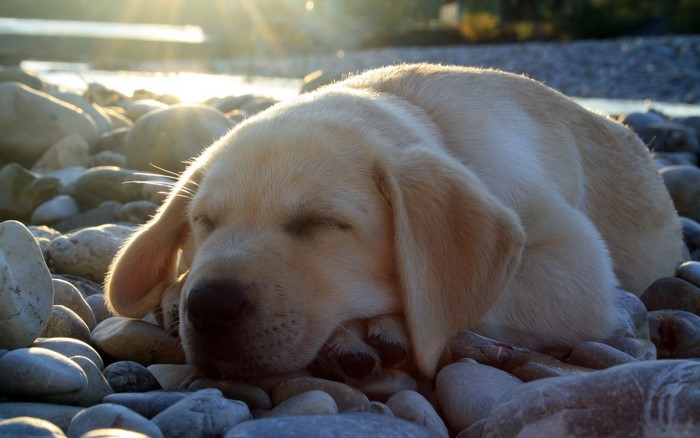 Golden Retriever puppy sleeping on stones by a river